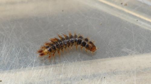 Drilus flavescens